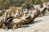 Image. Griffon Vulture