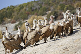 Image. Griffon Vulture