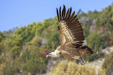 Image. Griffon Vulture