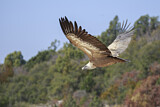 Image. Griffon Vulture