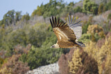 Image. Griffon Vulture