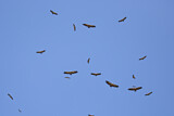 Image. Griffon Vulture