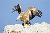 Image. Griffon Vulture