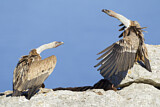 Image. Griffon Vulture