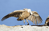 Image. Griffon Vulture