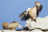 Image. Griffon Vulture