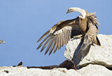 Image. Griffon Vulture