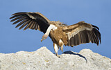 Image. Griffon Vulture