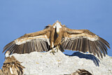 Image. Griffon Vulture
