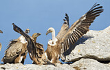 Image. Griffon Vulture