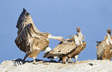 Image. Griffon Vulture
