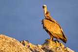 Image. Griffon Vulture