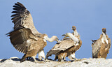 Image. Griffon Vulture