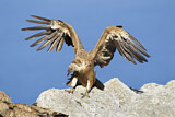 Image. Griffon Vulture