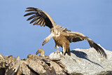 Image. Griffon Vulture