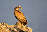 Image. Griffon Vulture