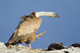 Image. Griffon Vulture
