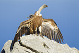 Image. Griffon Vulture