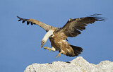 Image. Griffon Vulture
