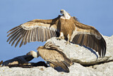 Image. Griffon Vulture