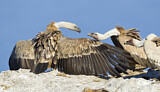 Image. Griffon Vulture