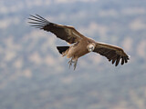Image. Griffon Vulture