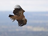 Image. Griffon Vulture