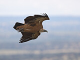 Image. Griffon Vulture