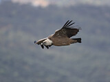 Image. Griffon Vulture