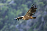 Image. Griffon Vulture