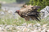 Image. Griffon Vulture
