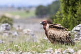 Image. Griffon Vulture