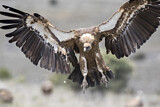 Image. Griffon Vulture