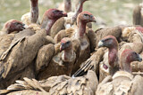 Image. Griffon Vulture