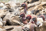 Image. Griffon Vulture