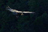 Image. Griffon Vulture