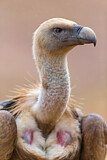 Image. Griffon Vulture