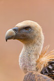 Image. Griffon Vulture