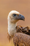 Image. Griffon Vulture