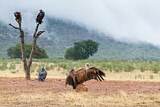 Image. Griffon Vulture