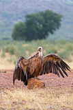 Image. Griffon Vulture