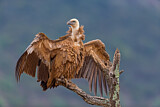 Image. Griffon Vulture
