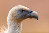 Image. Griffon Vulture