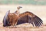 Image. Griffon Vulture