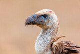 Image. Griffon Vulture