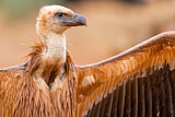 Image. Griffon Vulture