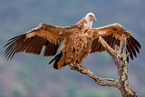 Image. Griffon Vulture