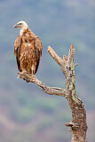 Image. Griffon Vulture