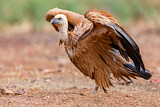 Image. Griffon Vulture
