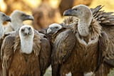 Image. Griffon Vulture
